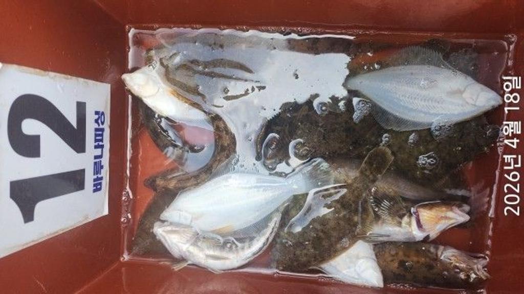 낚시뚜,낙지,속천항(진해),바루나피싱,낚시뚜7