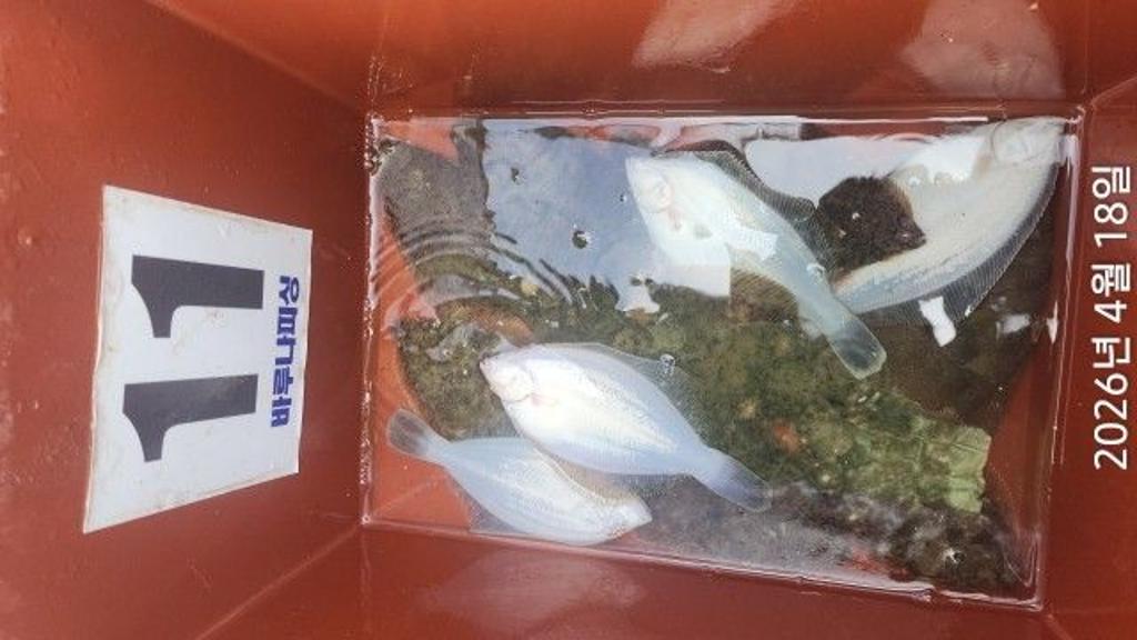 낚시뚜,낙지,속천항(진해),바루나피싱,낚시뚜6