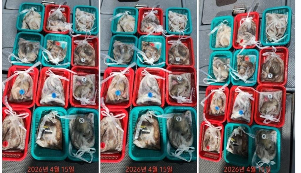 낚시뚜,낙지,속천항(진해),바루나피싱,낚시뚜2