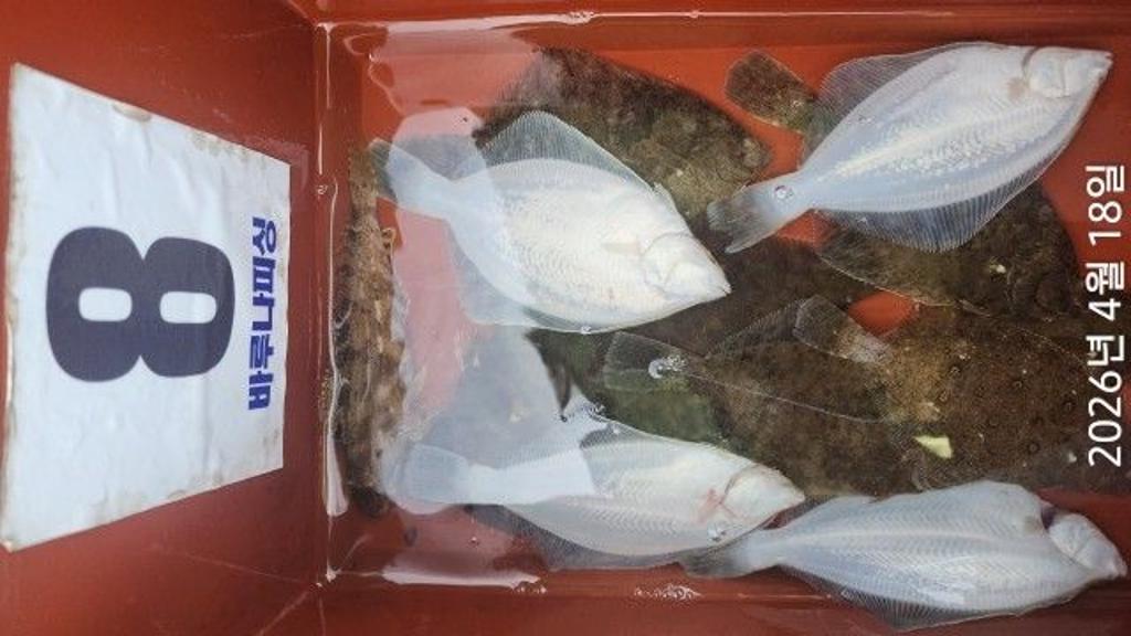 낚시뚜,낙지,속천항(진해),바루나피싱,낚시뚜5