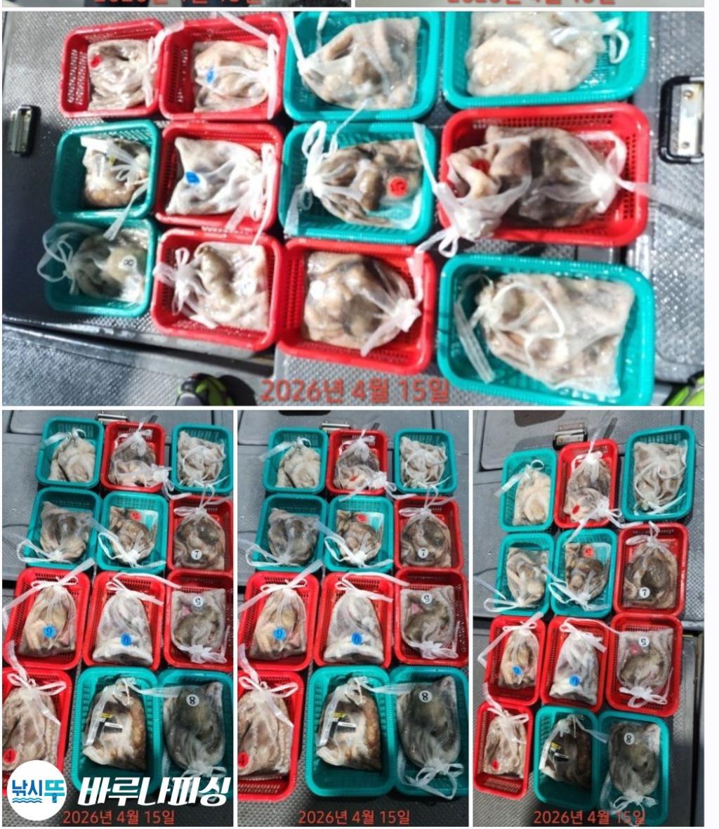 낚시뚜,낙지,속천항(진해),바루나피싱,낚시뚜2