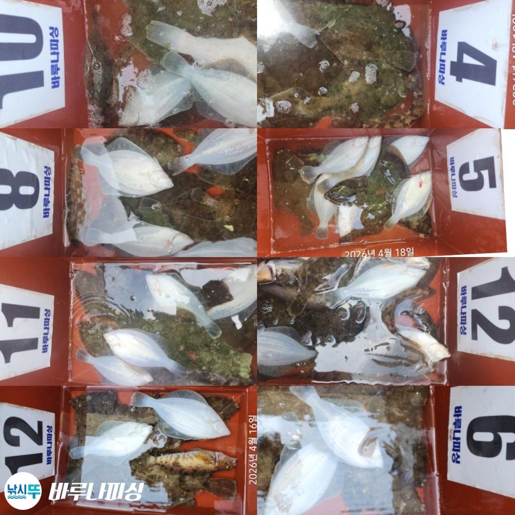 낚시뚜,낙지,속천항(진해),바루나피싱,낚시뚜4