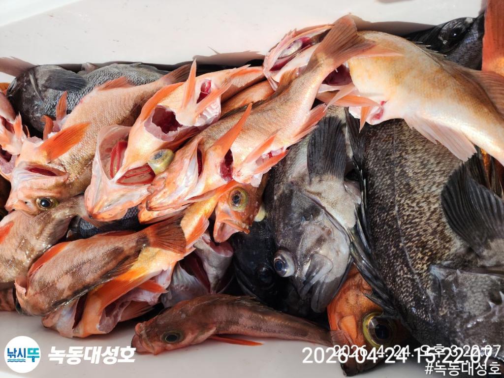 낚시뚜,우럭,열기,녹동항,녹동대성호,낚시뚜52