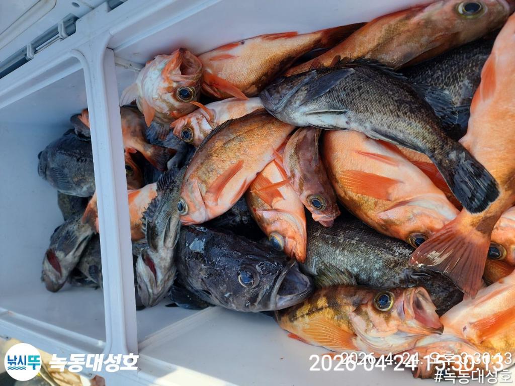 낚시뚜,우럭,열기,녹동항,녹동대성호,낚시뚜51