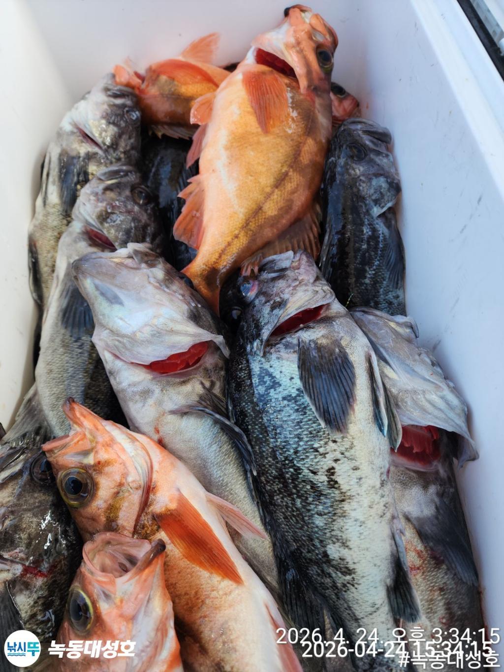 낚시뚜,우럭,열기,녹동항,녹동대성호,낚시뚜50