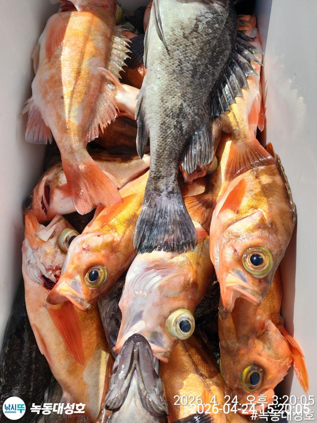 낚시뚜,우럭,열기,녹동항,녹동대성호,낚시뚜49