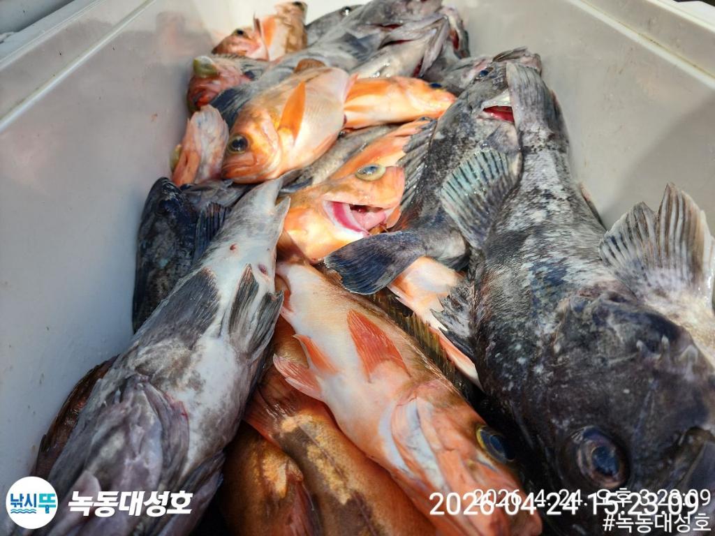 낚시뚜,우럭,열기,녹동항,녹동대성호,낚시뚜48
