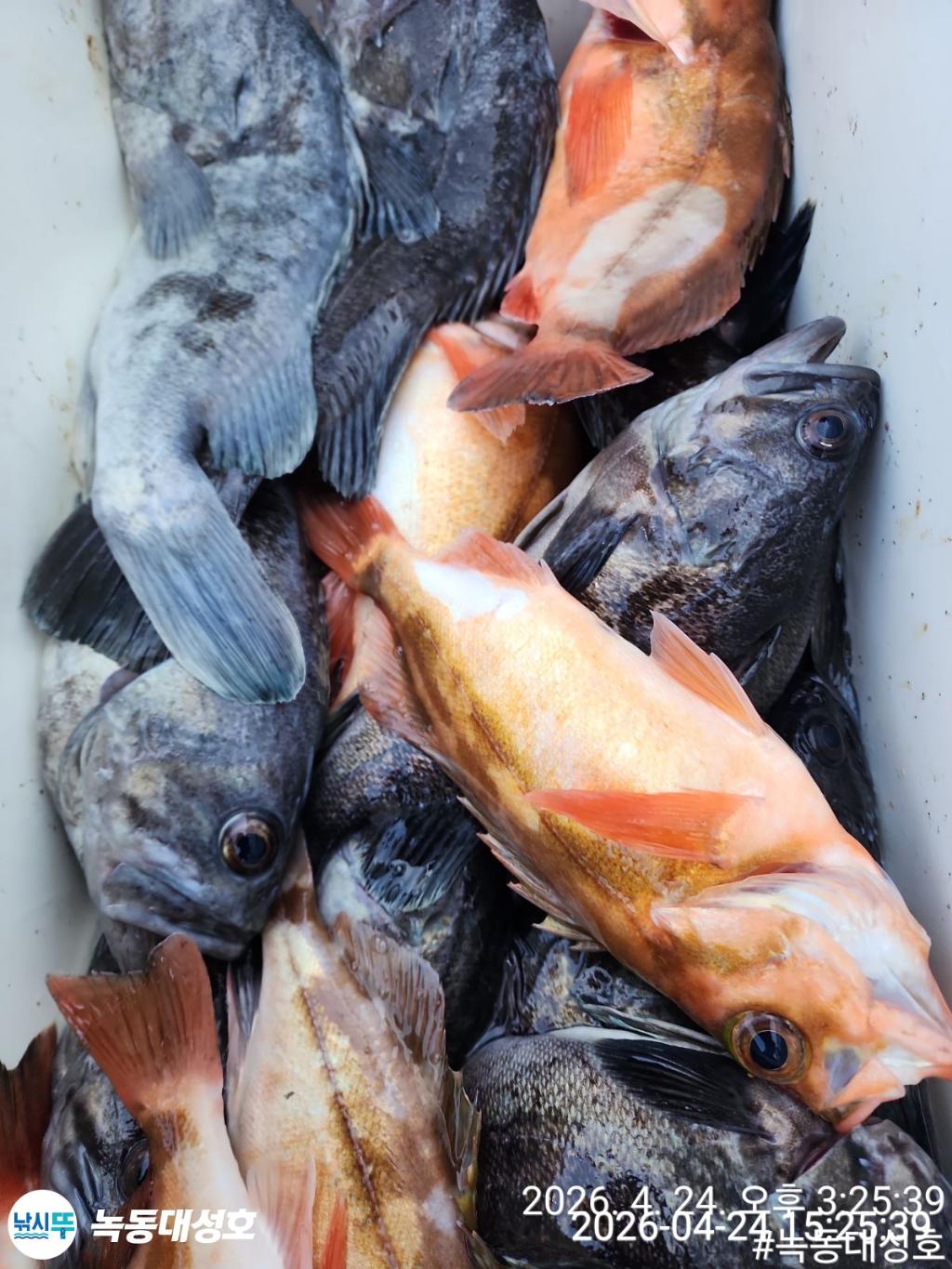 낚시뚜,우럭,열기,녹동항,녹동대성호,낚시뚜47