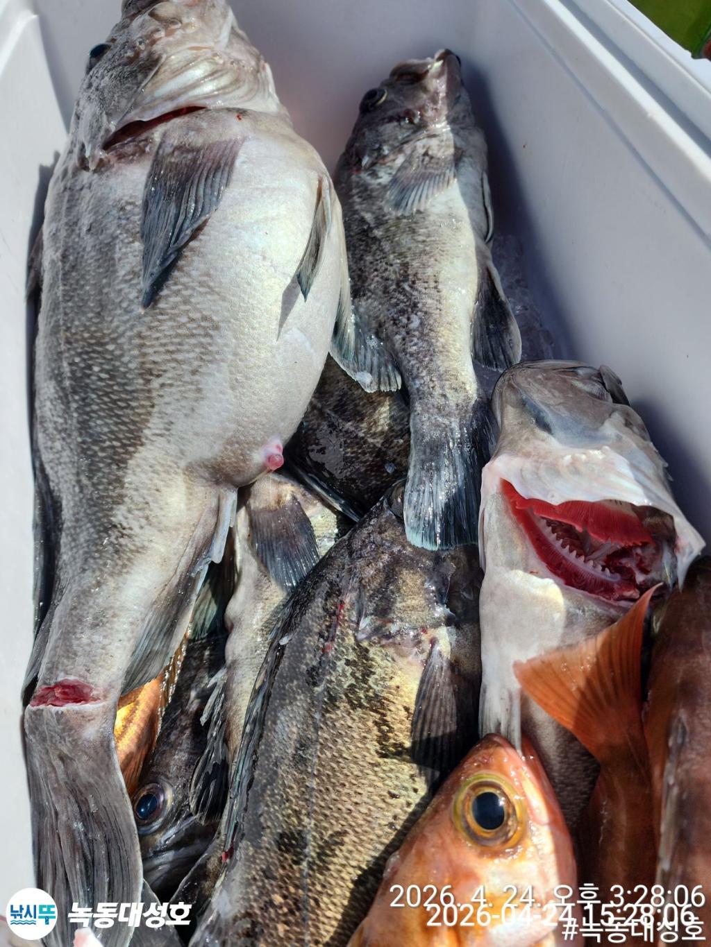 낚시뚜,우럭,열기,녹동항,녹동대성호,낚시뚜46