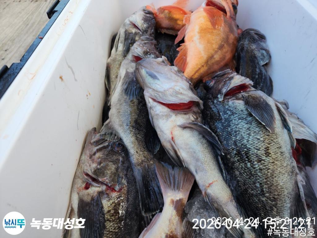 낚시뚜,우럭,열기,녹동항,녹동대성호,낚시뚜45