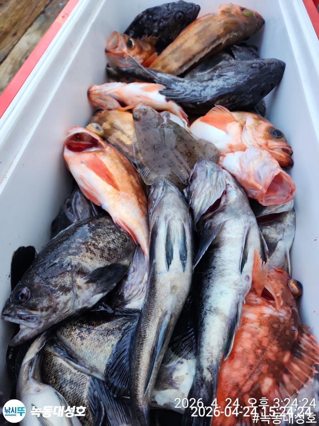 낚시뚜,우럭,열기,녹동항,녹동대성호,낚시뚜44