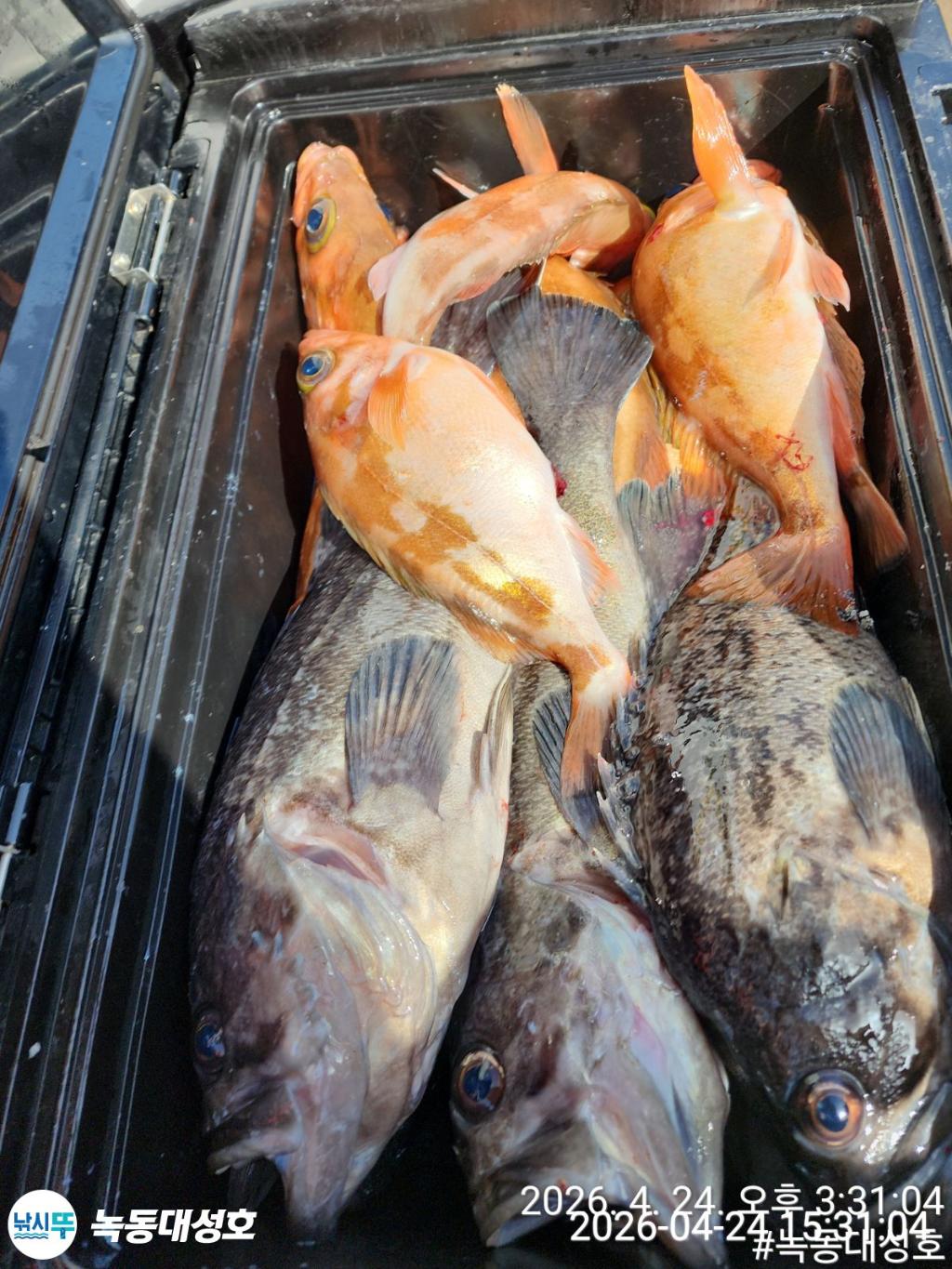 낚시뚜,우럭,열기,녹동항,녹동대성호,낚시뚜43