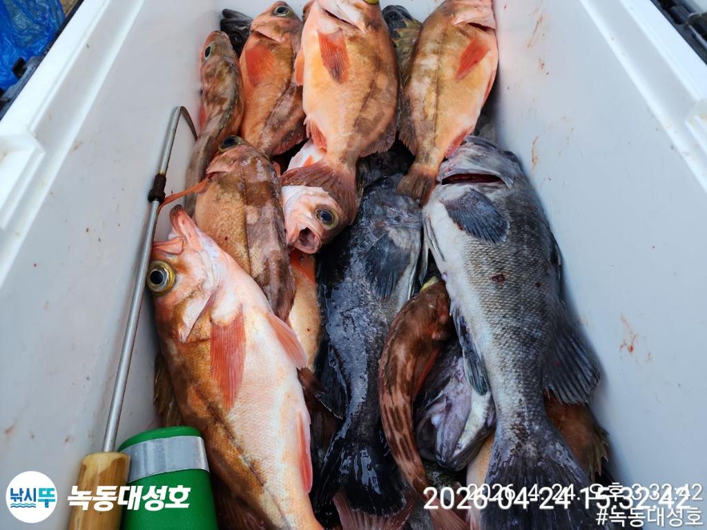 낚시뚜,우럭,열기,녹동항,녹동대성호,낚시뚜42