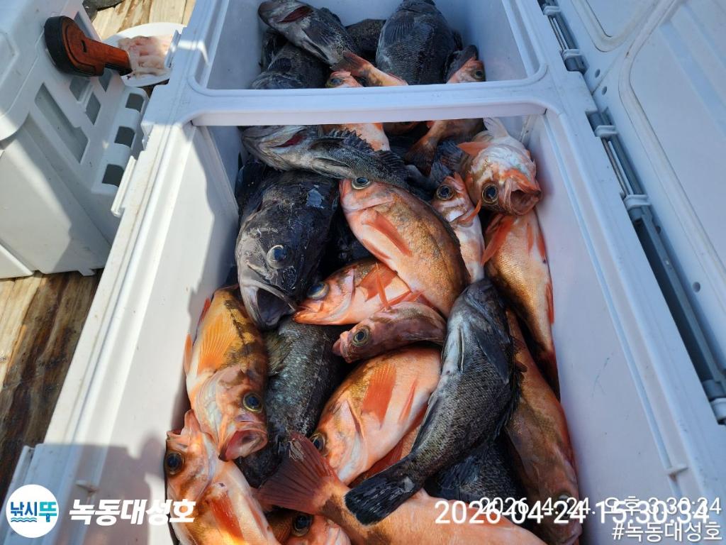 낚시뚜,우럭,열기,녹동항,녹동대성호,낚시뚜41