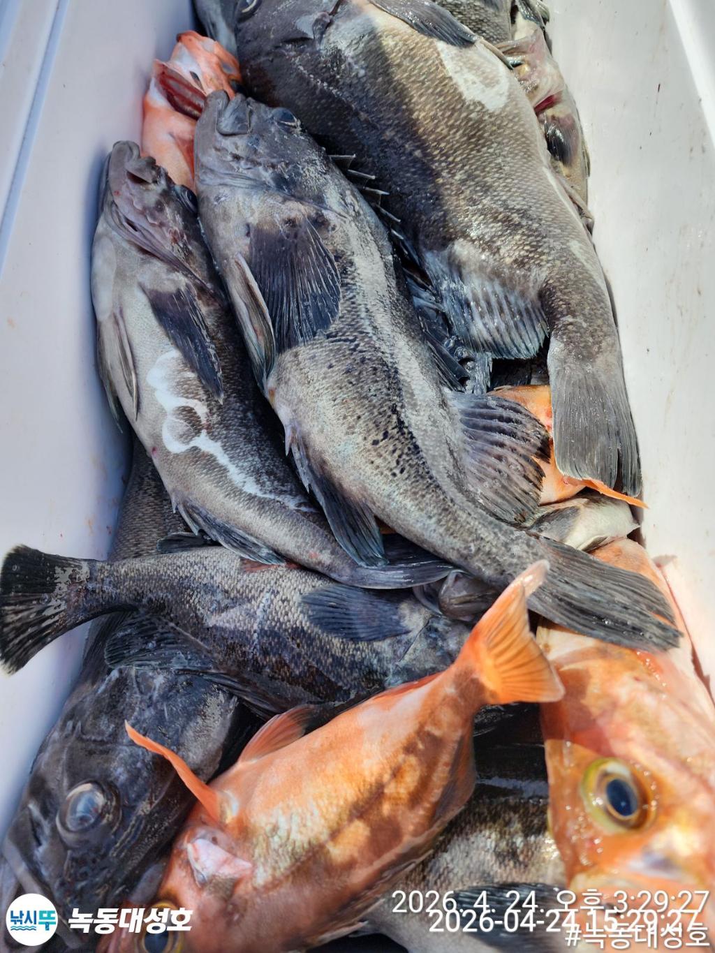 낚시뚜,우럭,열기,녹동항,녹동대성호,낚시뚜40