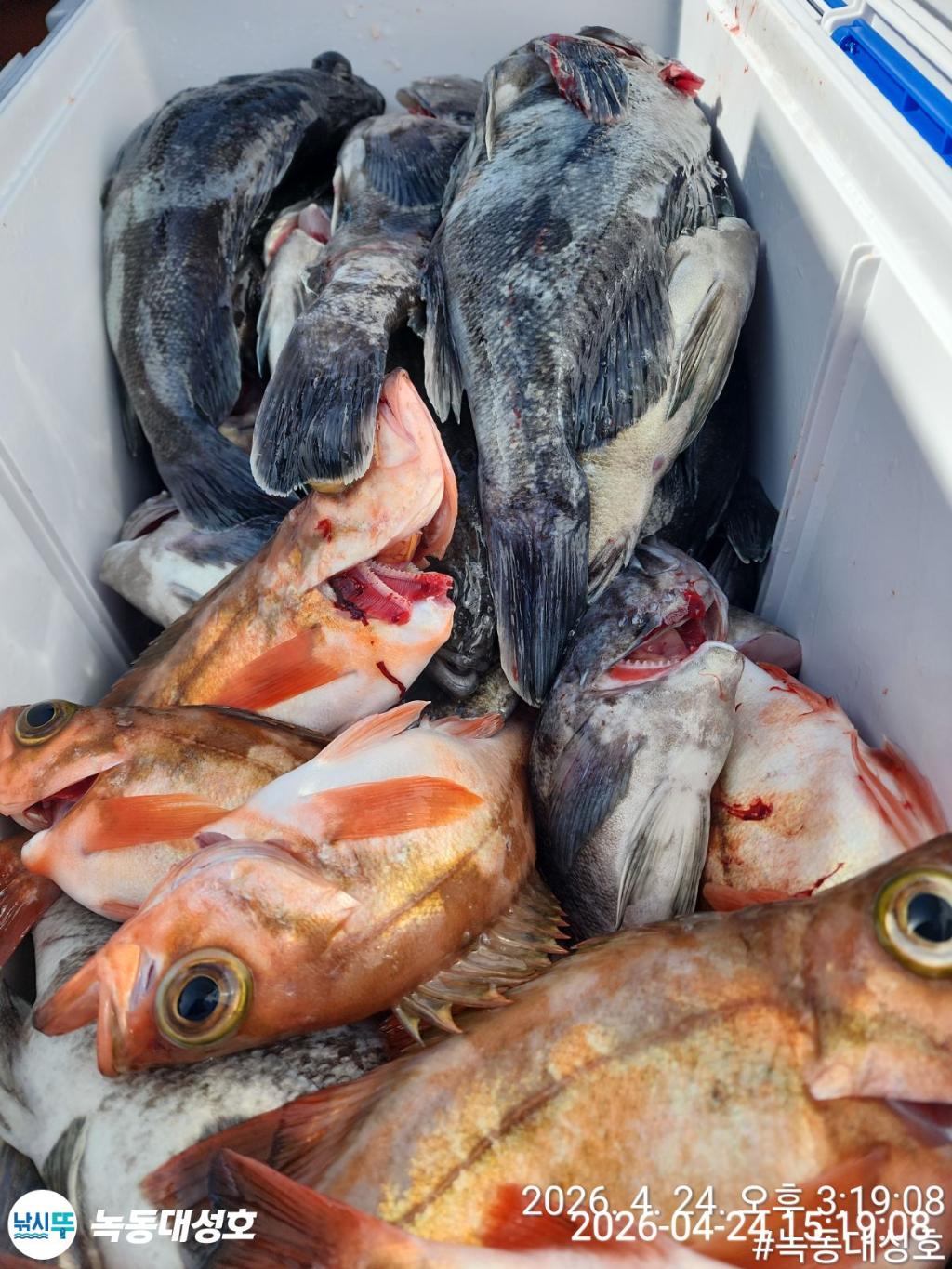 낚시뚜,우럭,열기,녹동항,녹동대성호,낚시뚜39