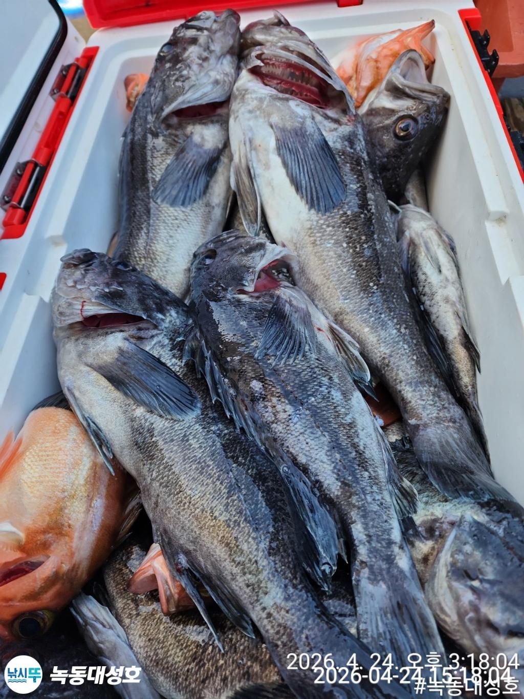 낚시뚜,우럭,열기,녹동항,녹동대성호,낚시뚜38