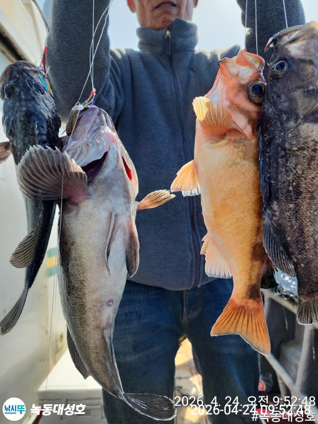 낚시뚜,우럭,열기,녹동항,녹동대성호,낚시뚜29