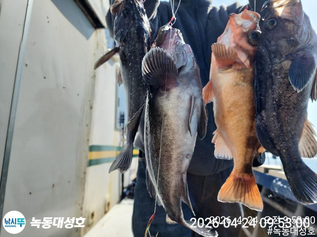 낚시뚜,우럭,열기,녹동항,녹동대성호,낚시뚜28