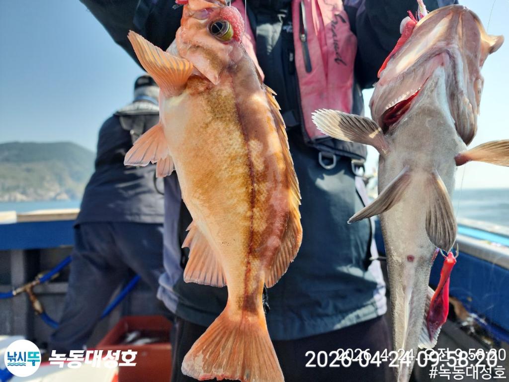 낚시뚜,우럭,열기,녹동항,녹동대성호,낚시뚜27