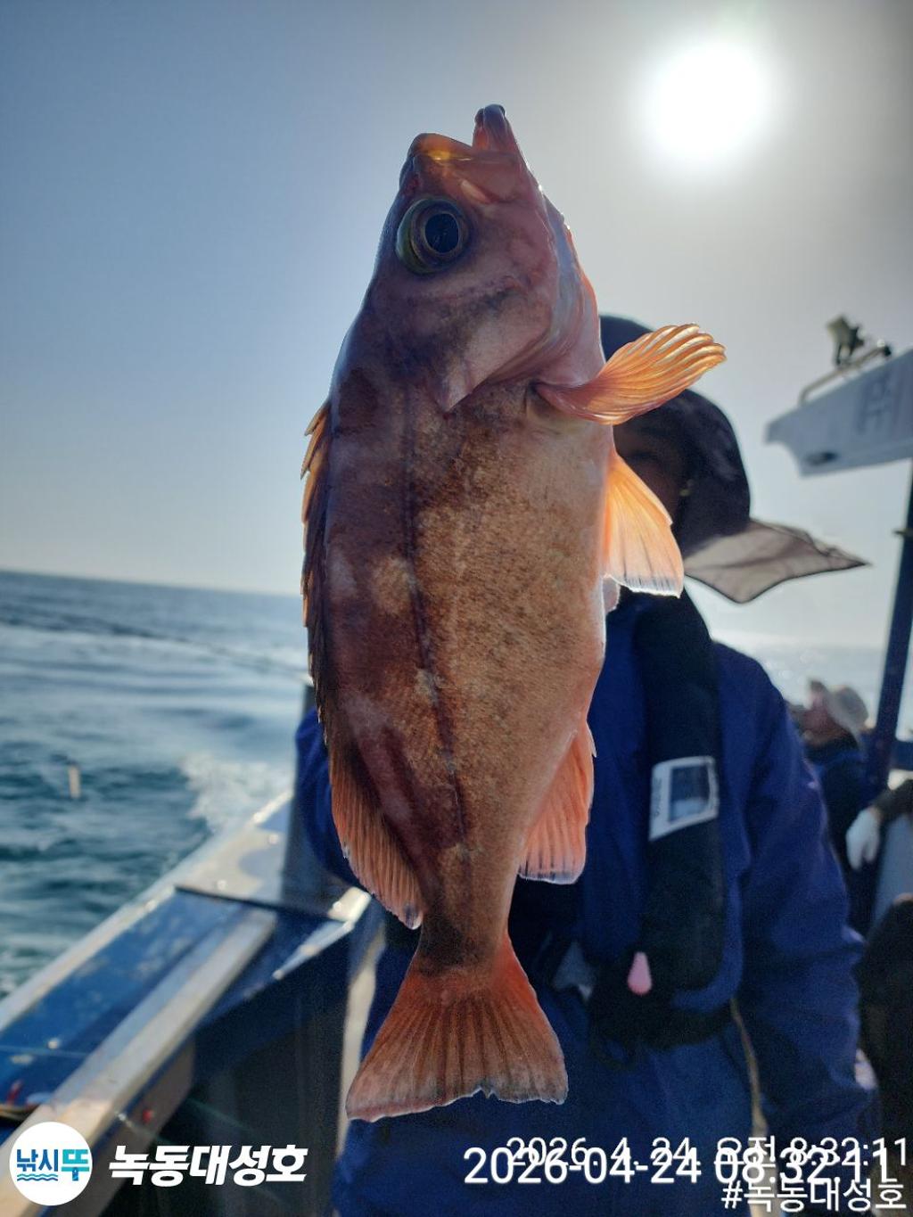 낚시뚜,우럭,열기,녹동항,녹동대성호,낚시뚜24