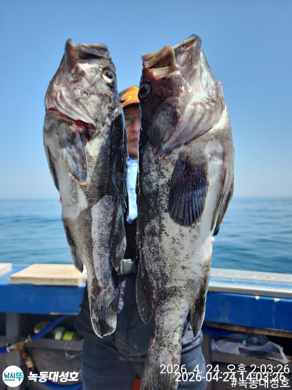 낚시뚜,우럭,열기,녹동항,녹동대성호,낚시뚜23