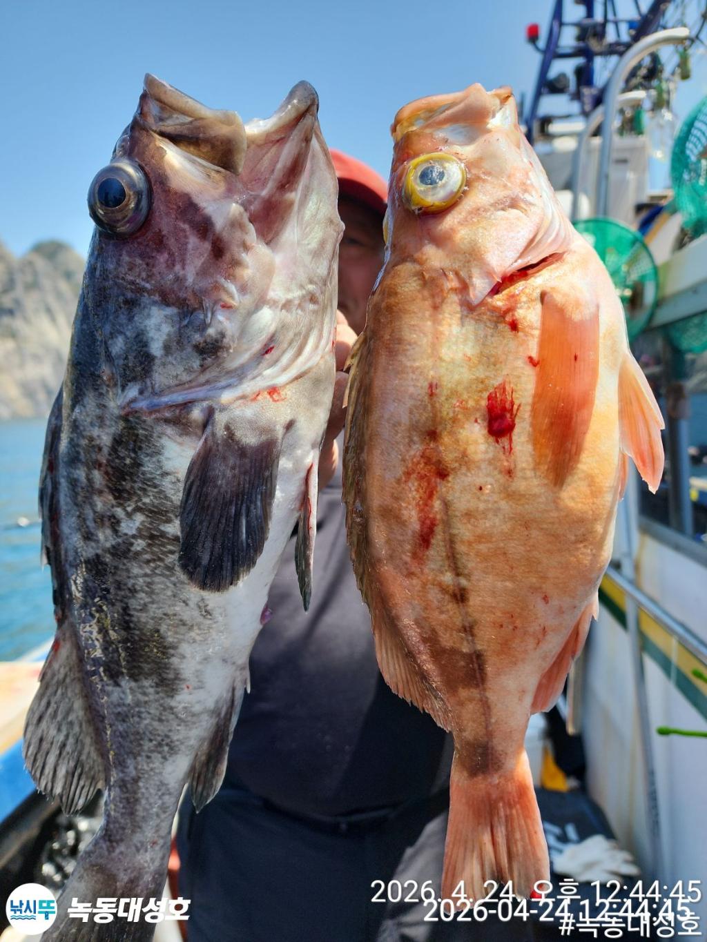 낚시뚜,우럭,열기,녹동항,녹동대성호,낚시뚜22