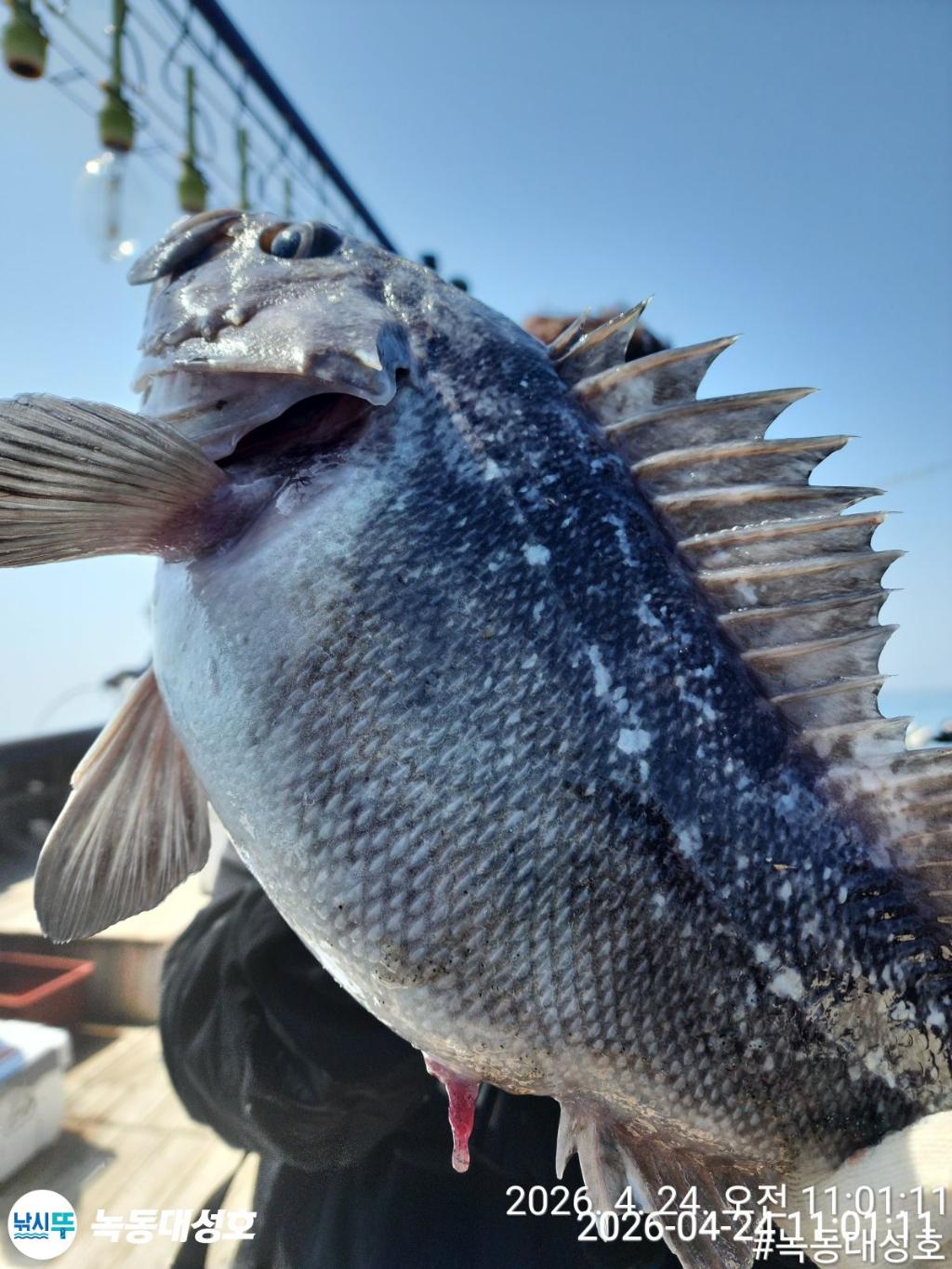 낚시뚜,우럭,열기,녹동항,녹동대성호,낚시뚜20