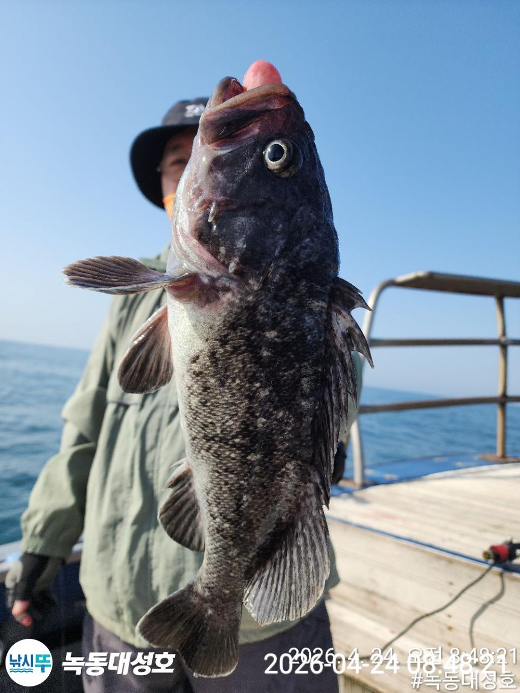 낚시뚜,우럭,열기,녹동항,녹동대성호,낚시뚜17