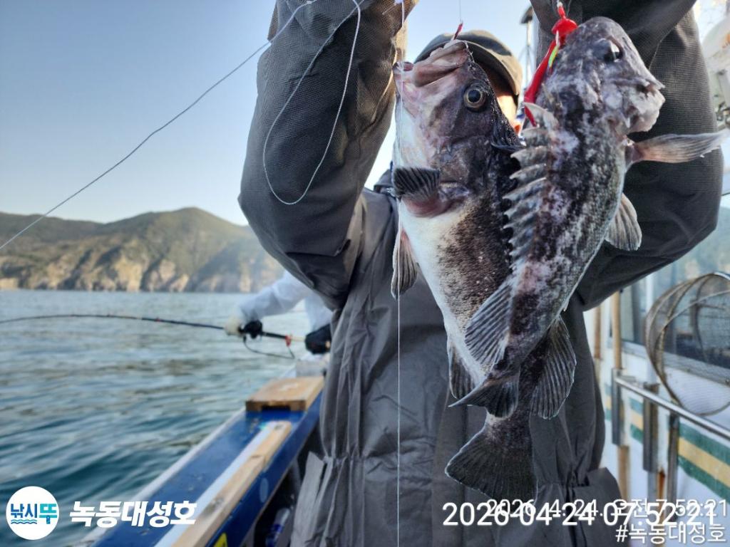 낚시뚜,우럭,열기,녹동항,녹동대성호,낚시뚜13