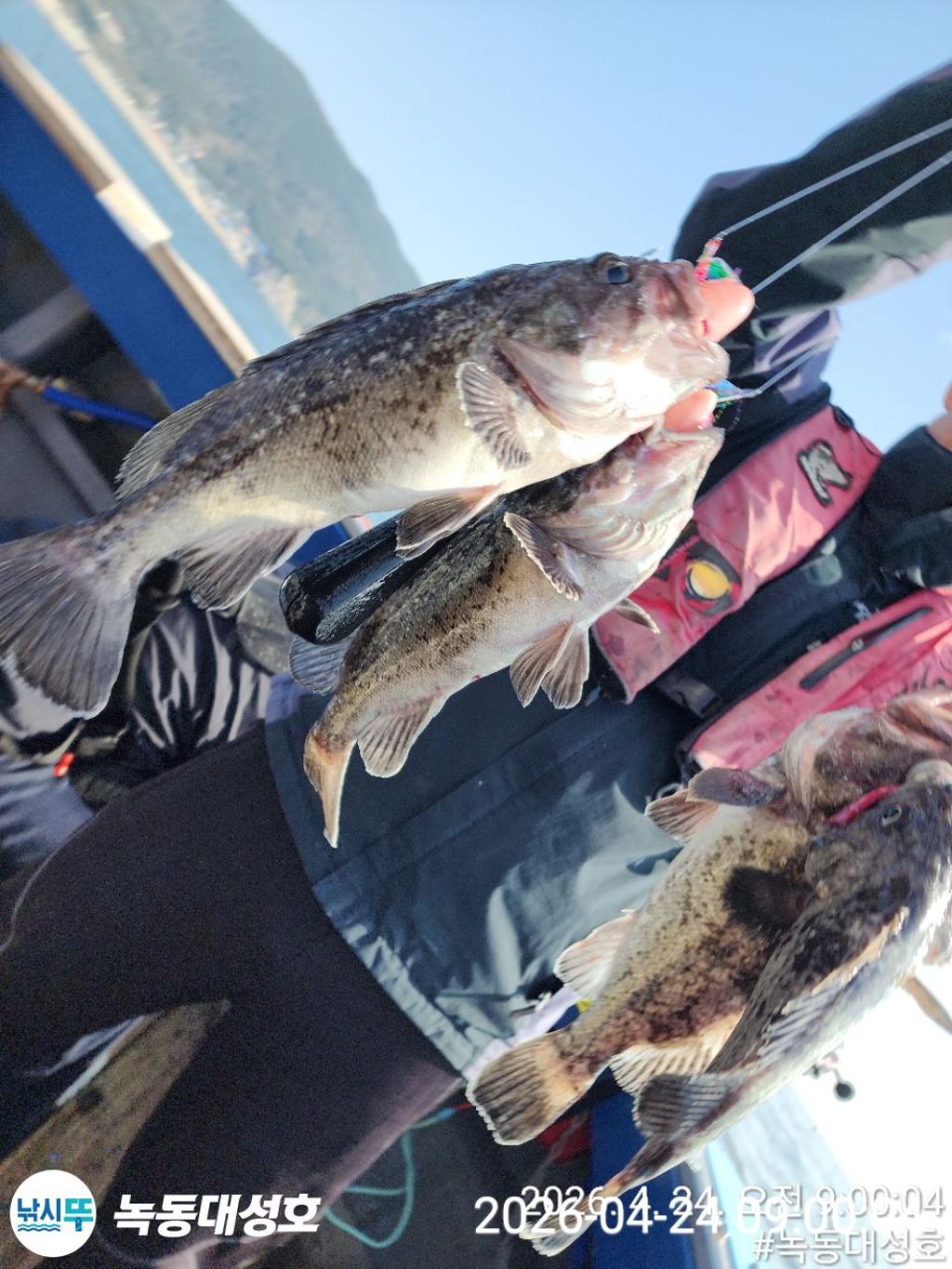 낚시뚜,우럭,열기,녹동항,녹동대성호,낚시뚜7