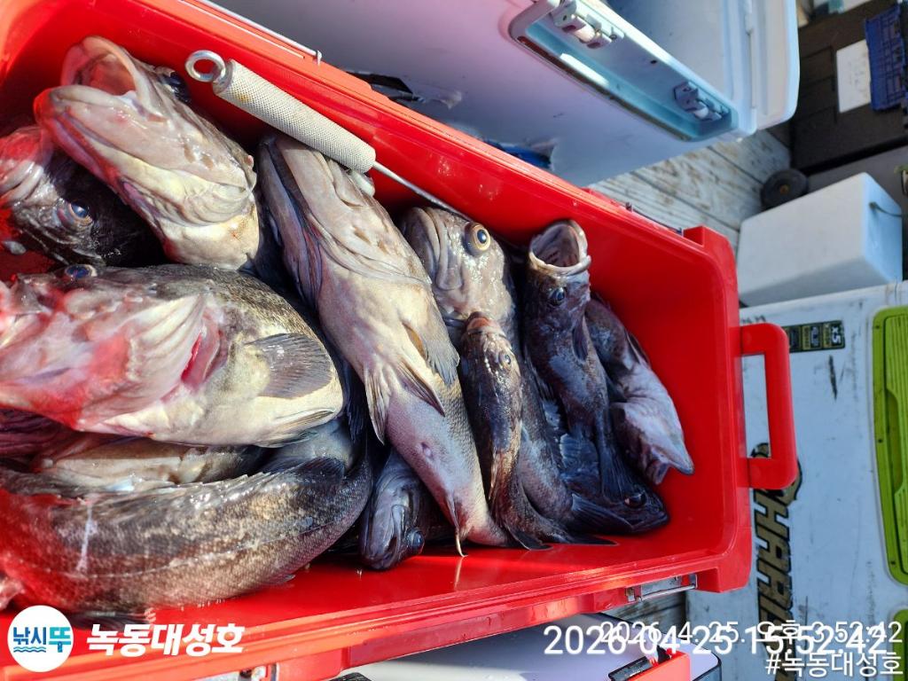 낚시뚜,우럭,열기,녹동항,녹동대성호,낚시뚜57