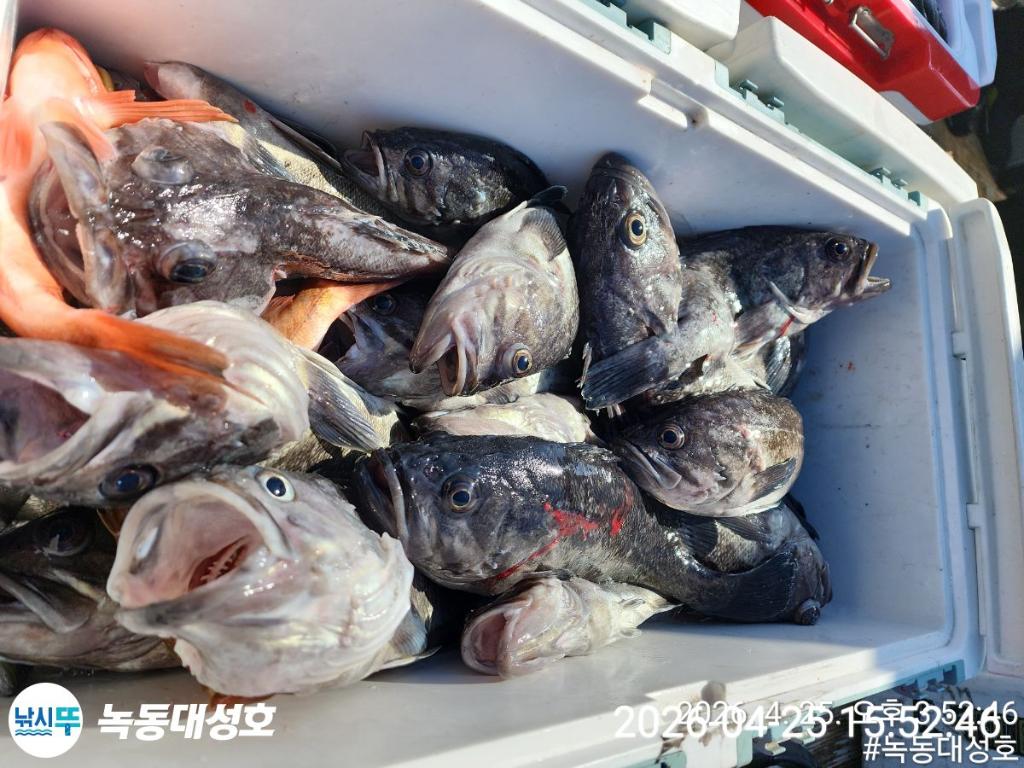 낚시뚜,우럭,열기,녹동항,녹동대성호,낚시뚜56