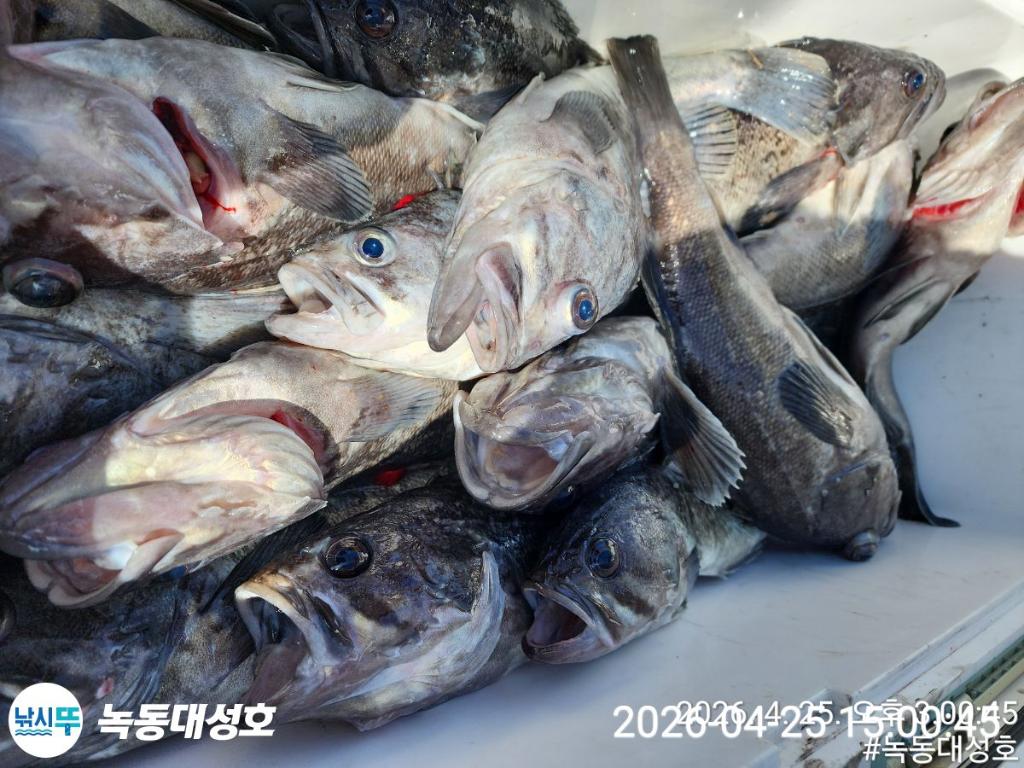 낚시뚜,우럭,열기,녹동항,녹동대성호,낚시뚜55