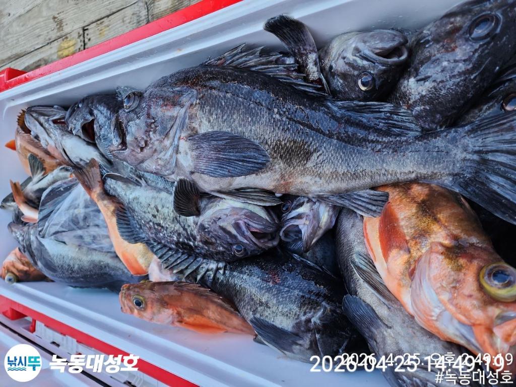 낚시뚜,우럭,열기,녹동항,녹동대성호,낚시뚜54