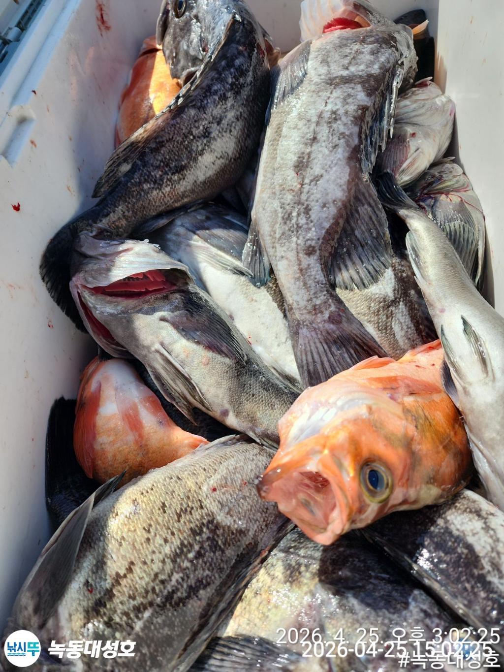 낚시뚜,우럭,열기,녹동항,녹동대성호,낚시뚜53