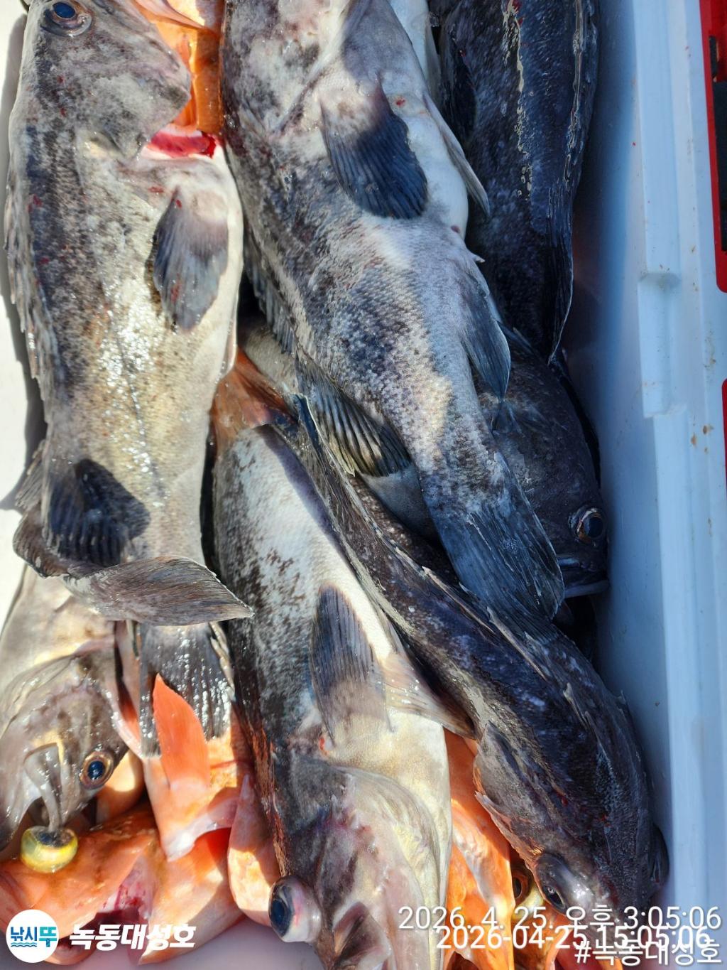 낚시뚜,우럭,열기,녹동항,녹동대성호,낚시뚜52