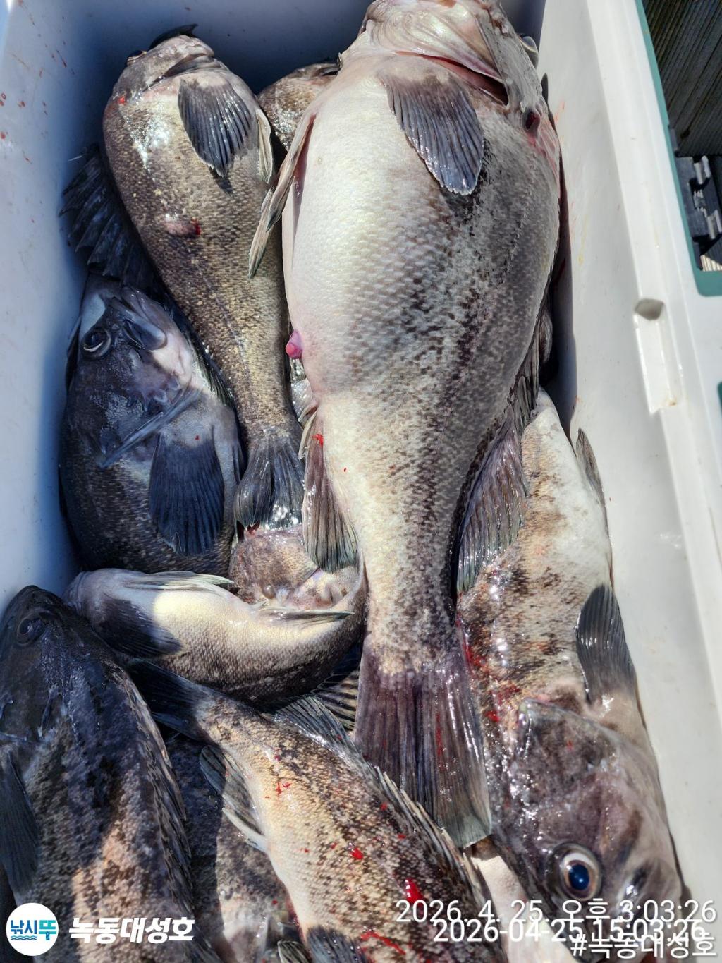 낚시뚜,우럭,열기,녹동항,녹동대성호,낚시뚜51