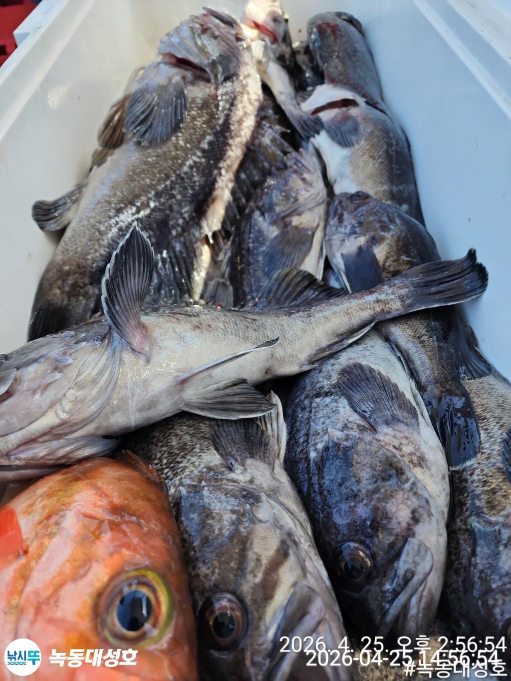 낚시뚜,우럭,열기,녹동항,녹동대성호,낚시뚜50