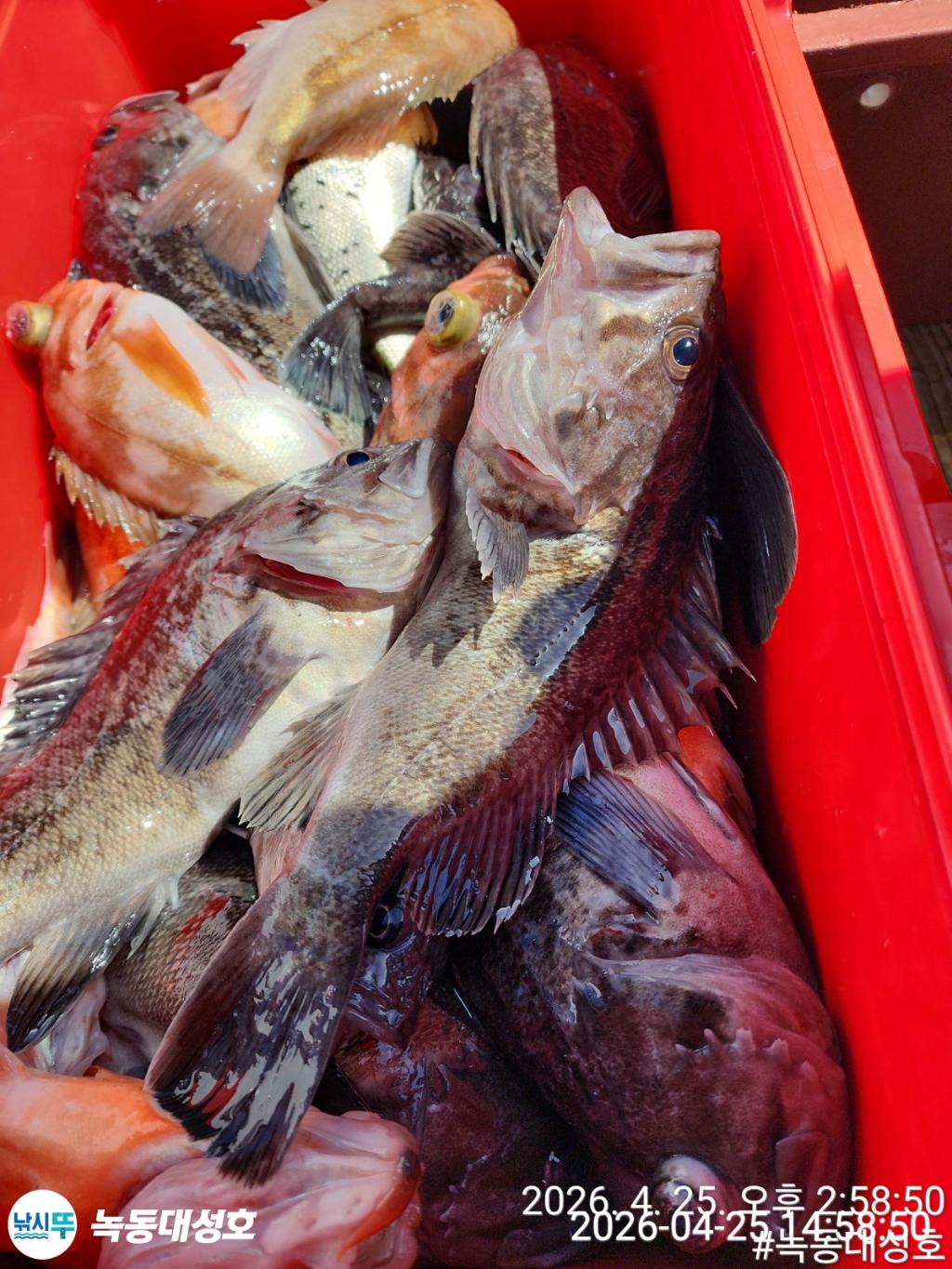 낚시뚜,우럭,열기,녹동항,녹동대성호,낚시뚜49