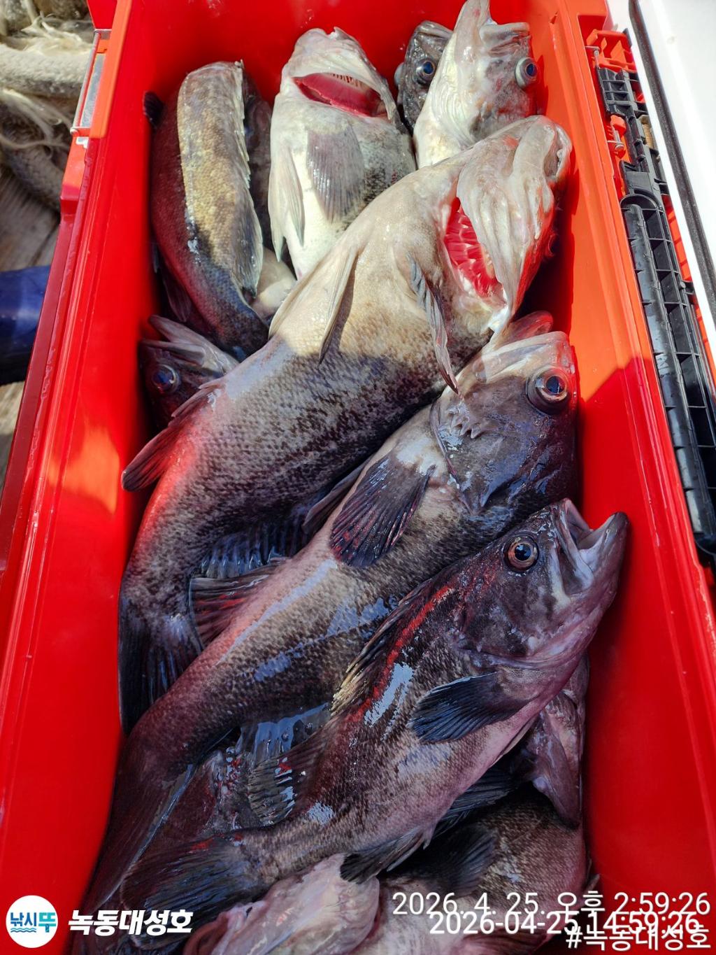 낚시뚜,우럭,열기,녹동항,녹동대성호,낚시뚜48