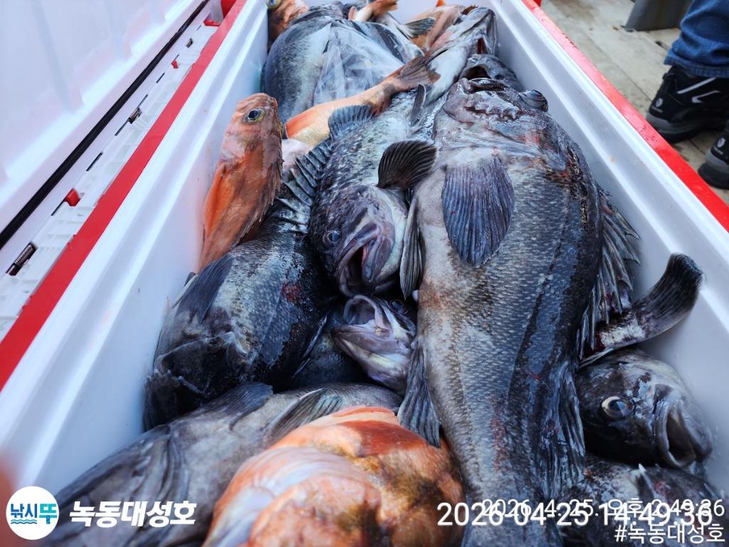 낚시뚜,우럭,열기,녹동항,녹동대성호,낚시뚜47