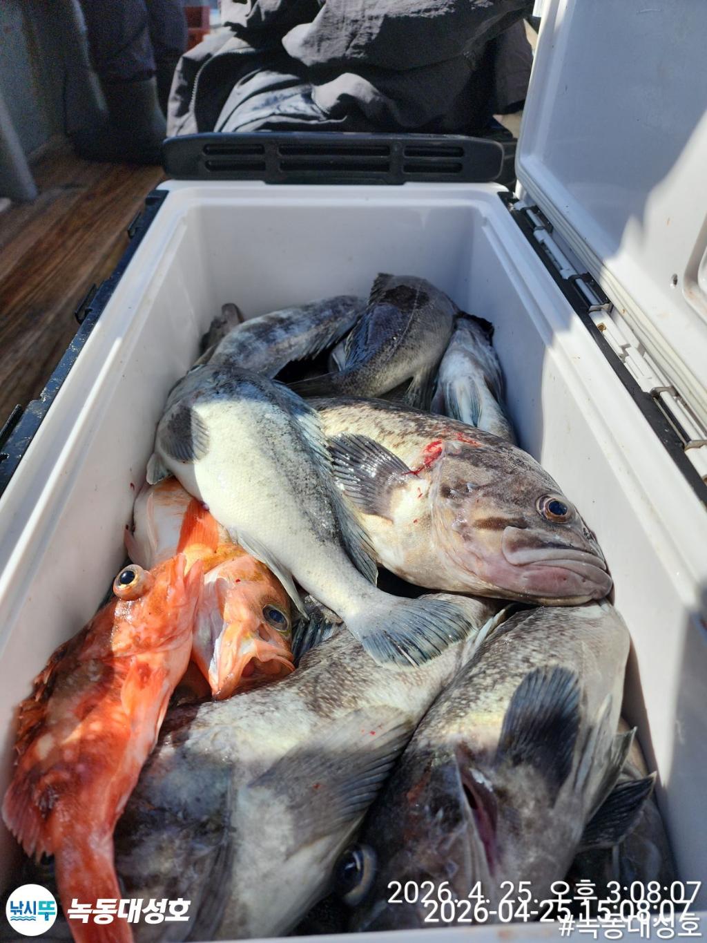 낚시뚜,우럭,열기,녹동항,녹동대성호,낚시뚜46