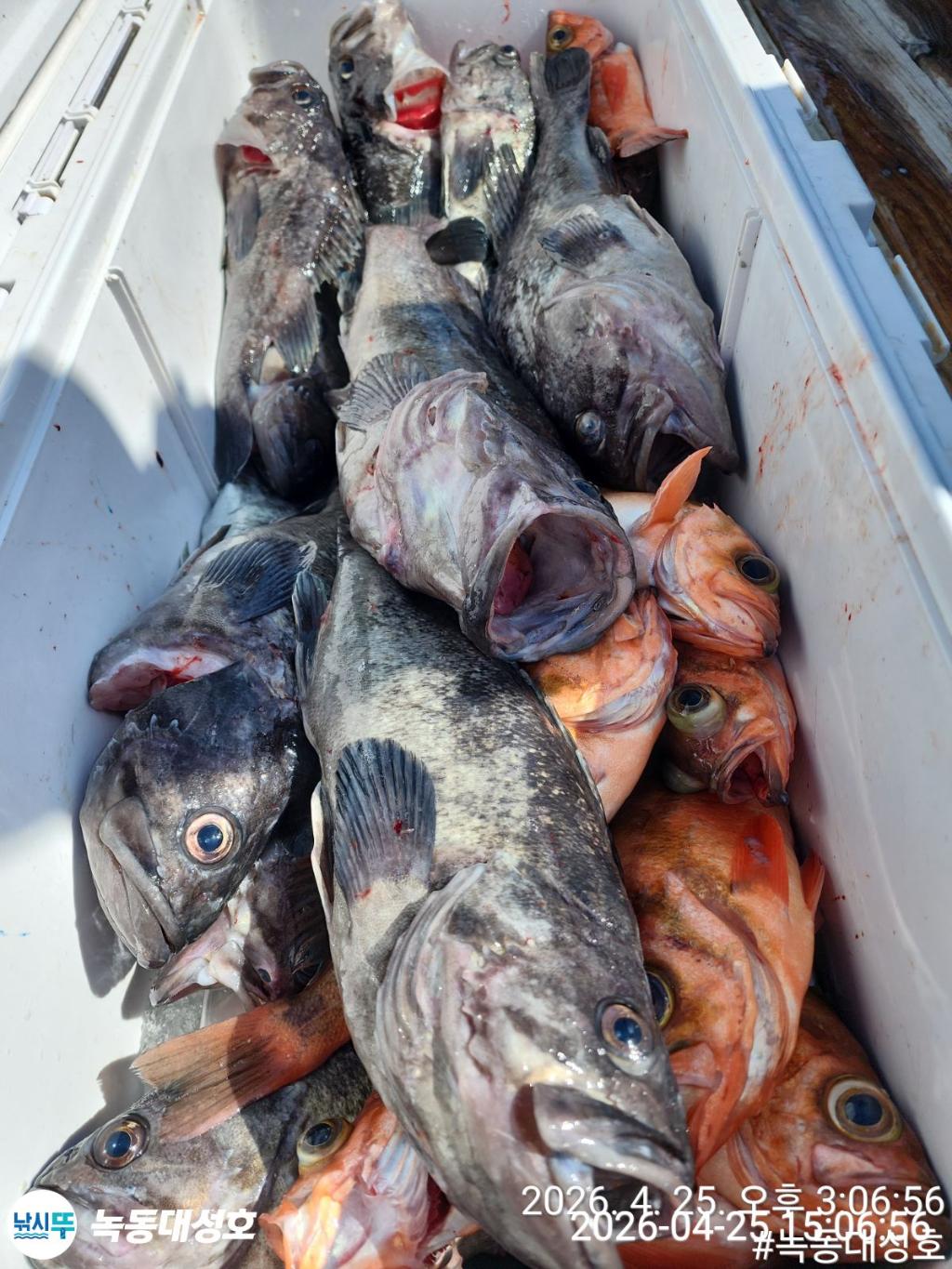 낚시뚜,우럭,열기,녹동항,녹동대성호,낚시뚜45