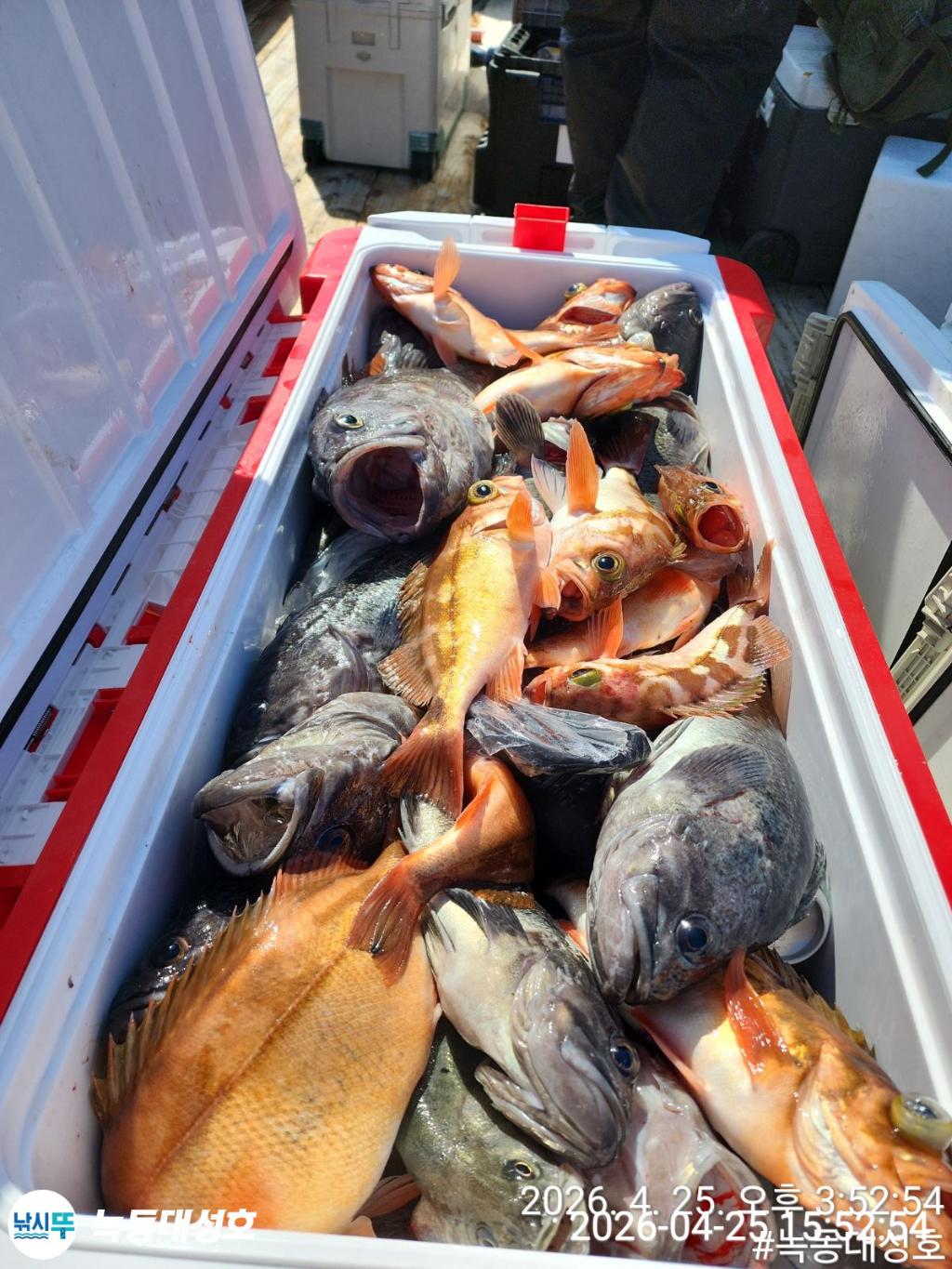 낚시뚜,우럭,열기,녹동항,녹동대성호,낚시뚜44