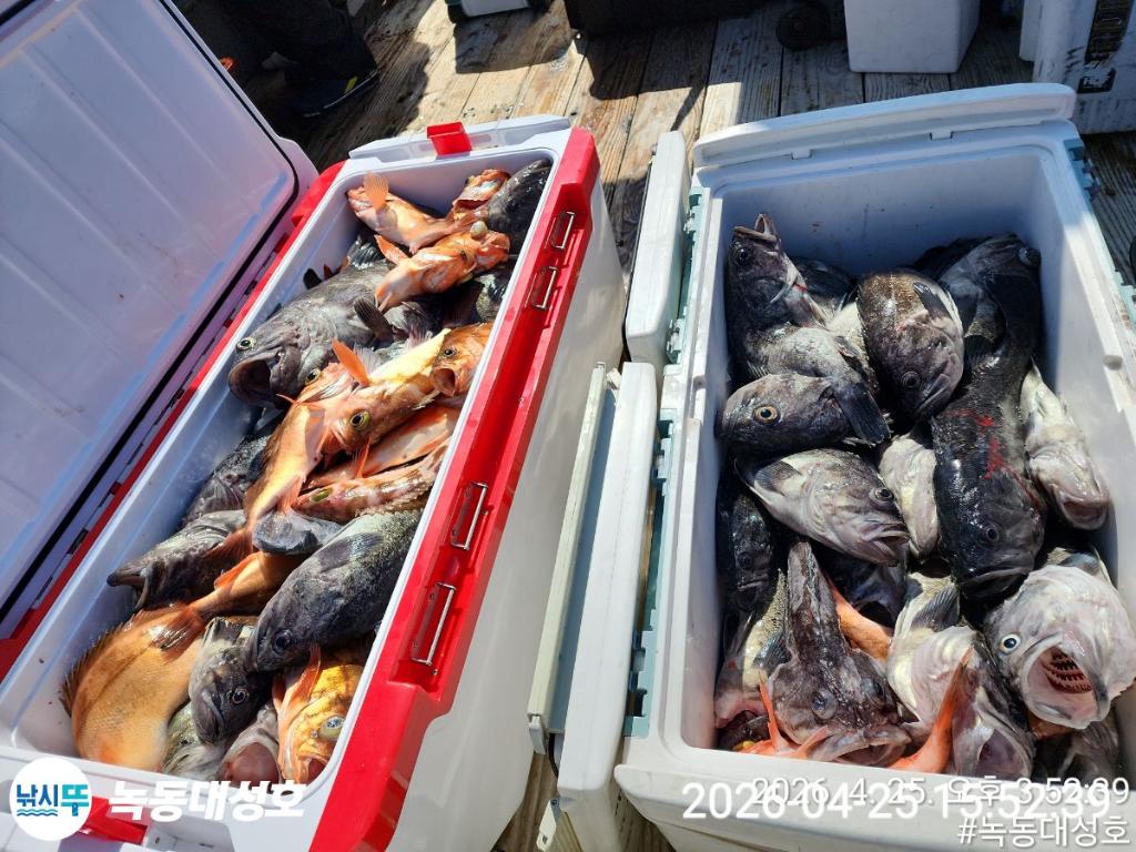 낚시뚜,우럭,열기,녹동항,녹동대성호,낚시뚜43