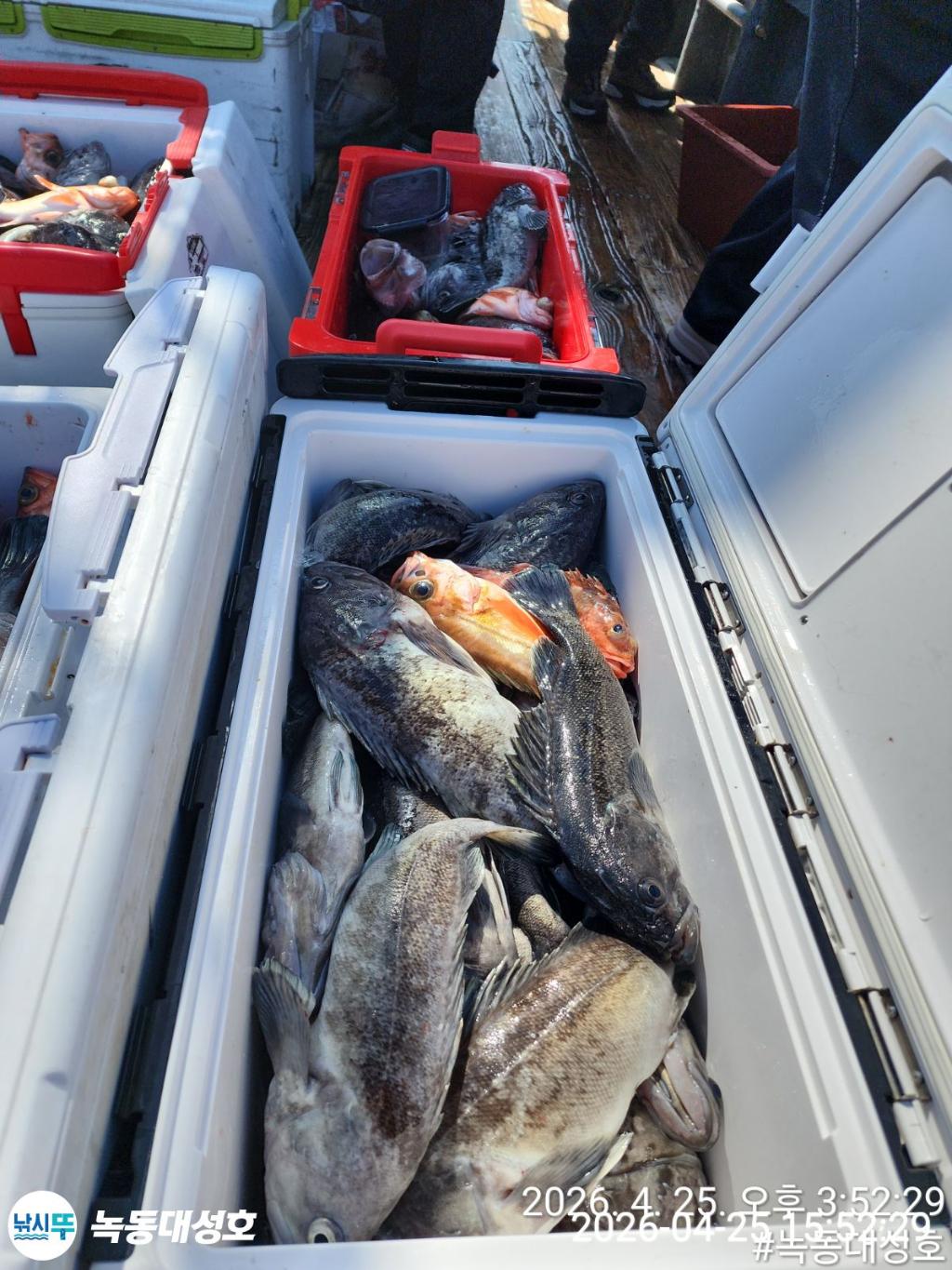 낚시뚜,우럭,열기,녹동항,녹동대성호,낚시뚜41