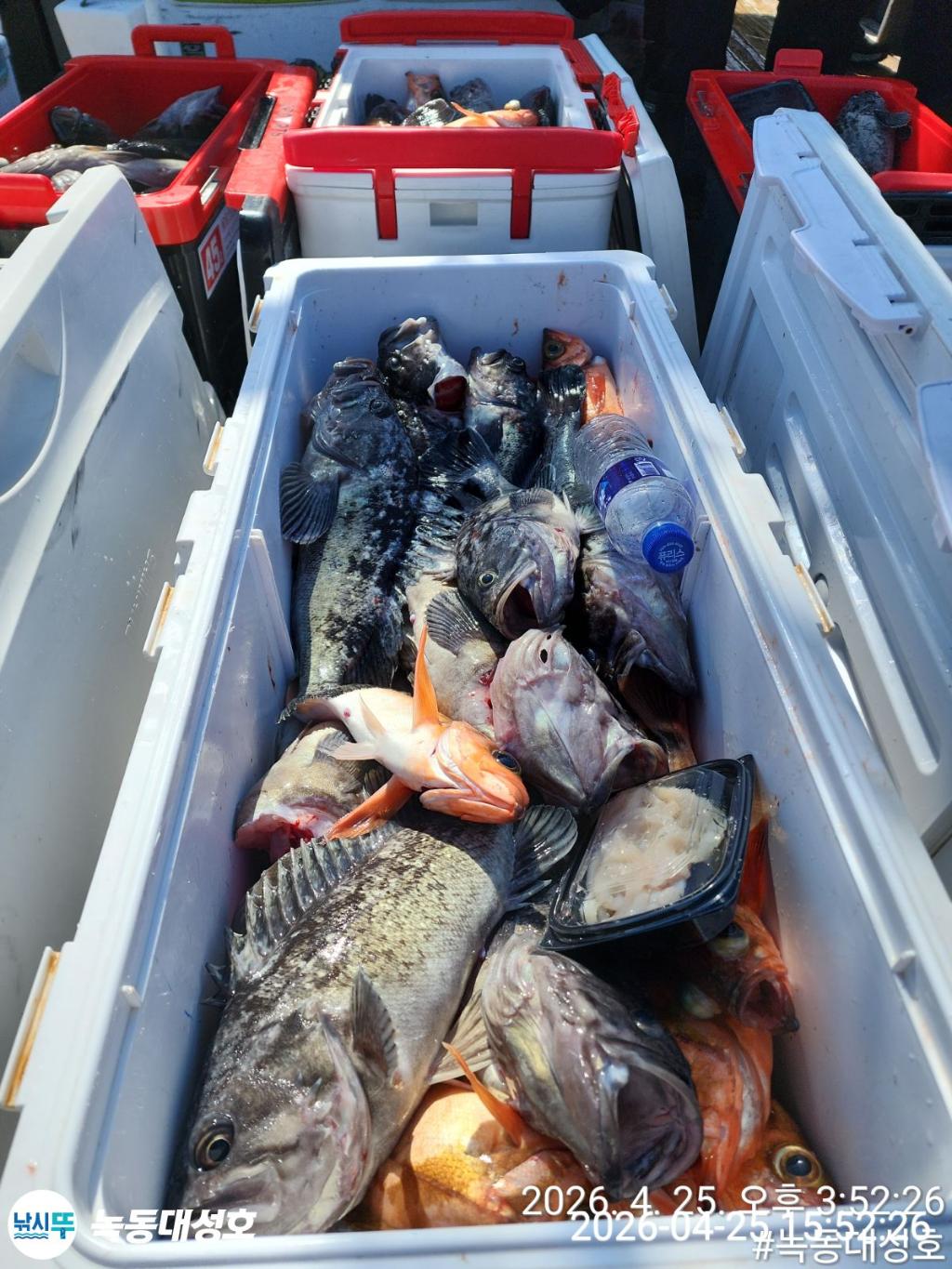 낚시뚜,우럭,열기,녹동항,녹동대성호,낚시뚜40