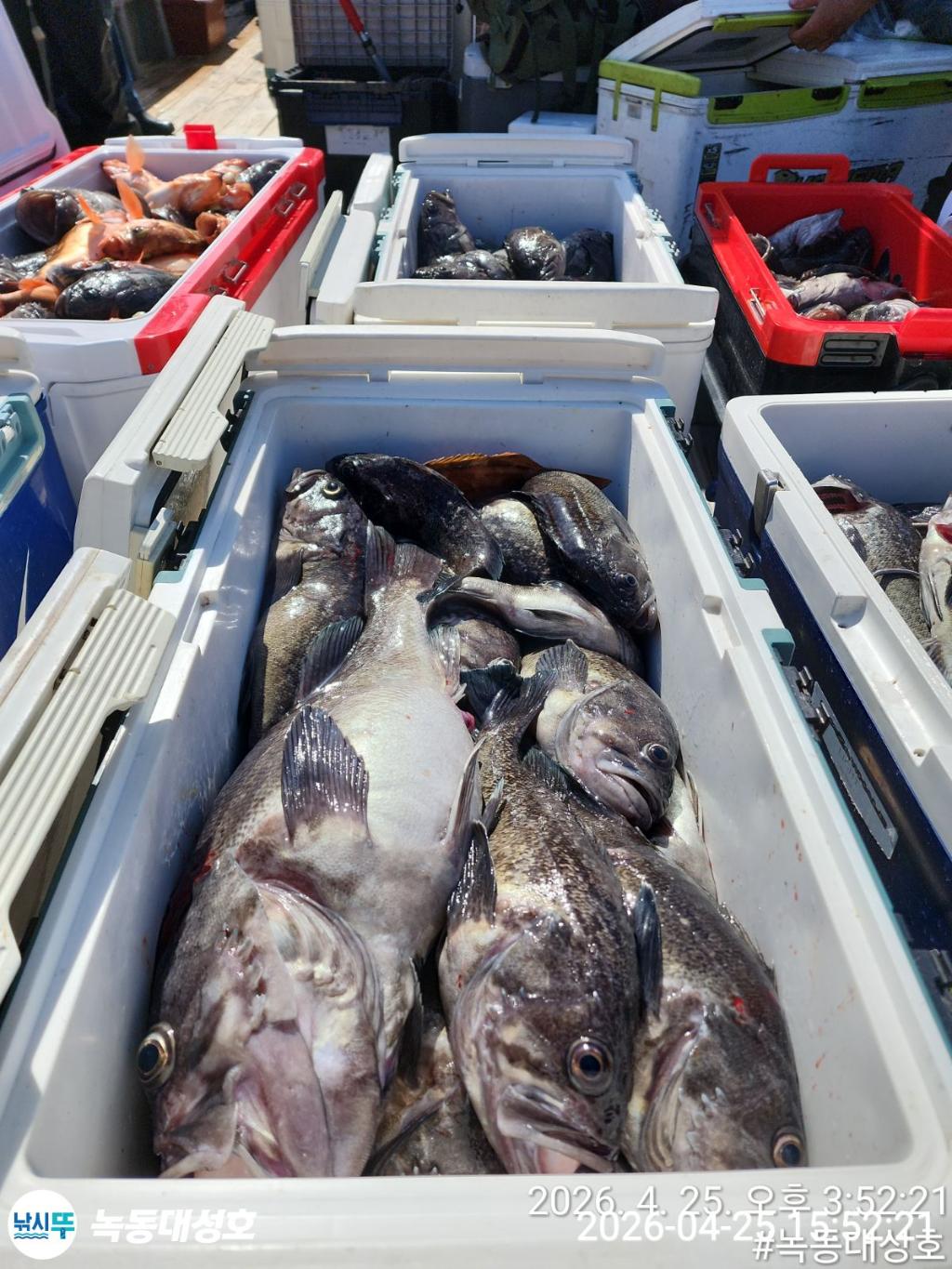 낚시뚜,우럭,열기,녹동항,녹동대성호,낚시뚜39