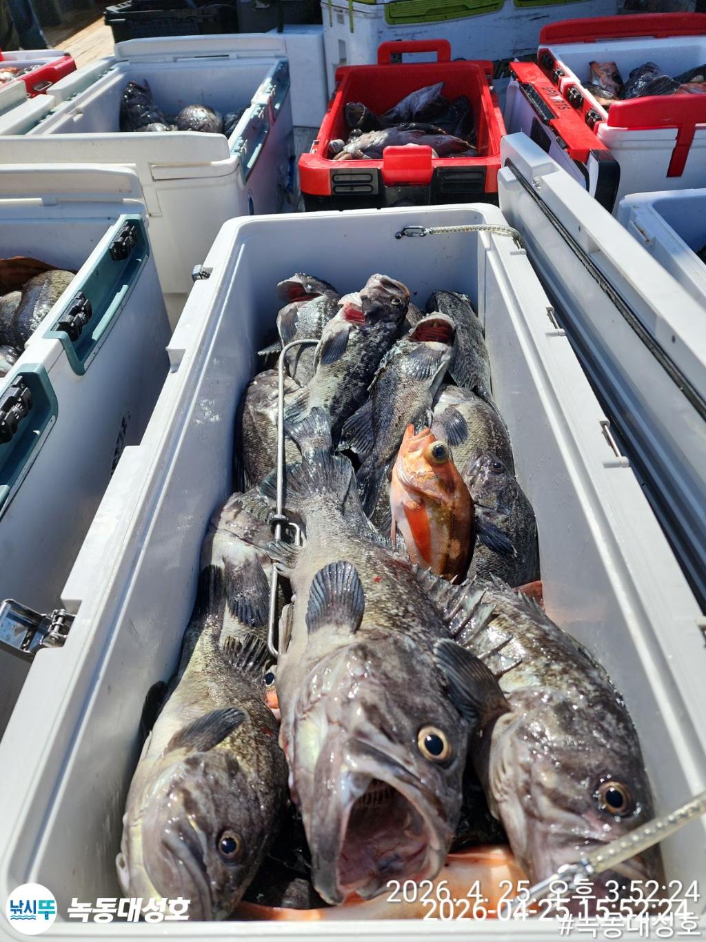 낚시뚜,우럭,열기,녹동항,녹동대성호,낚시뚜38